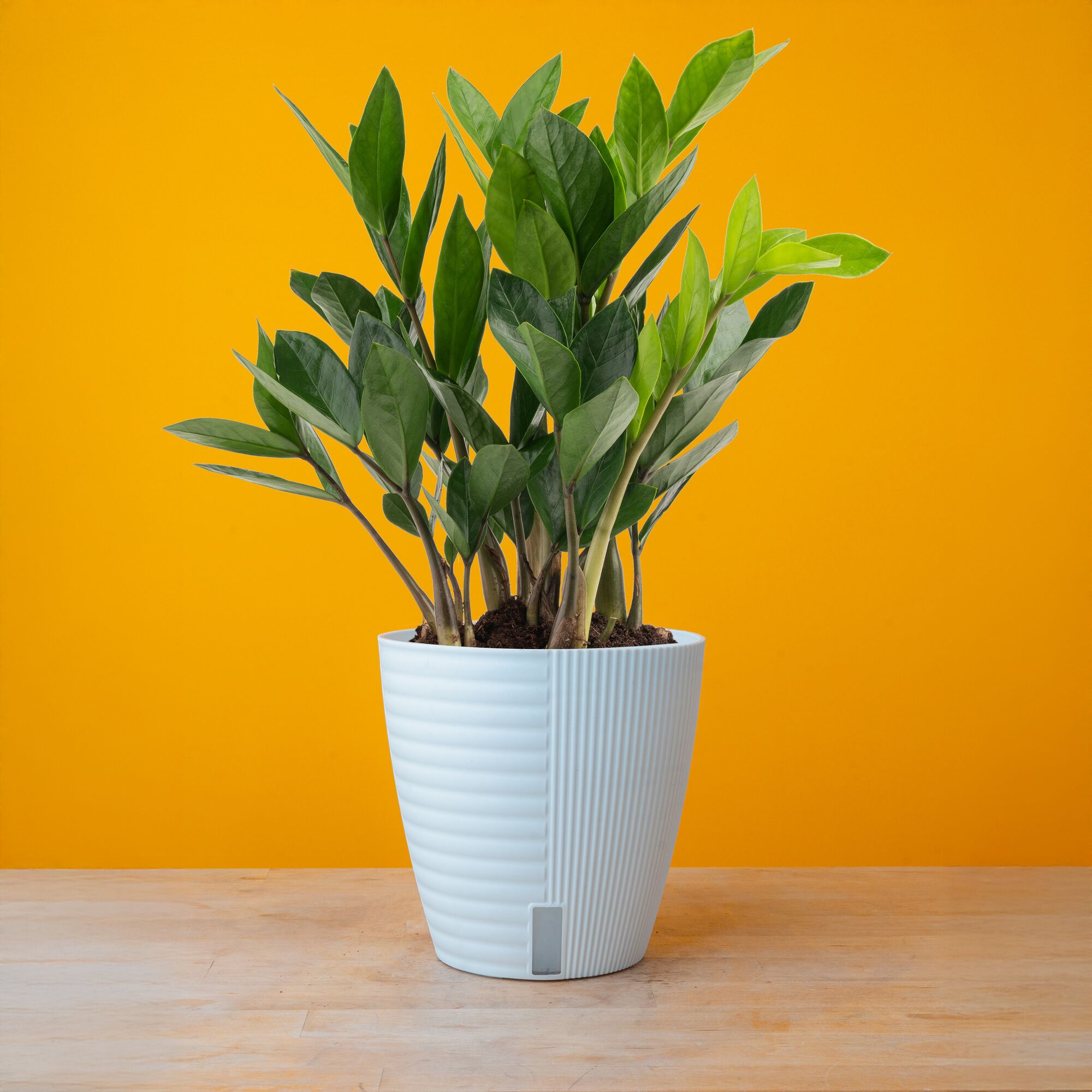 plants mania　THE SIDE UP BOX plants mania THE SIDE UP BOX ZZ Plant — Green Acres Nursery