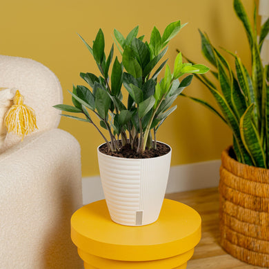 ZZ Plant – Costa Farms