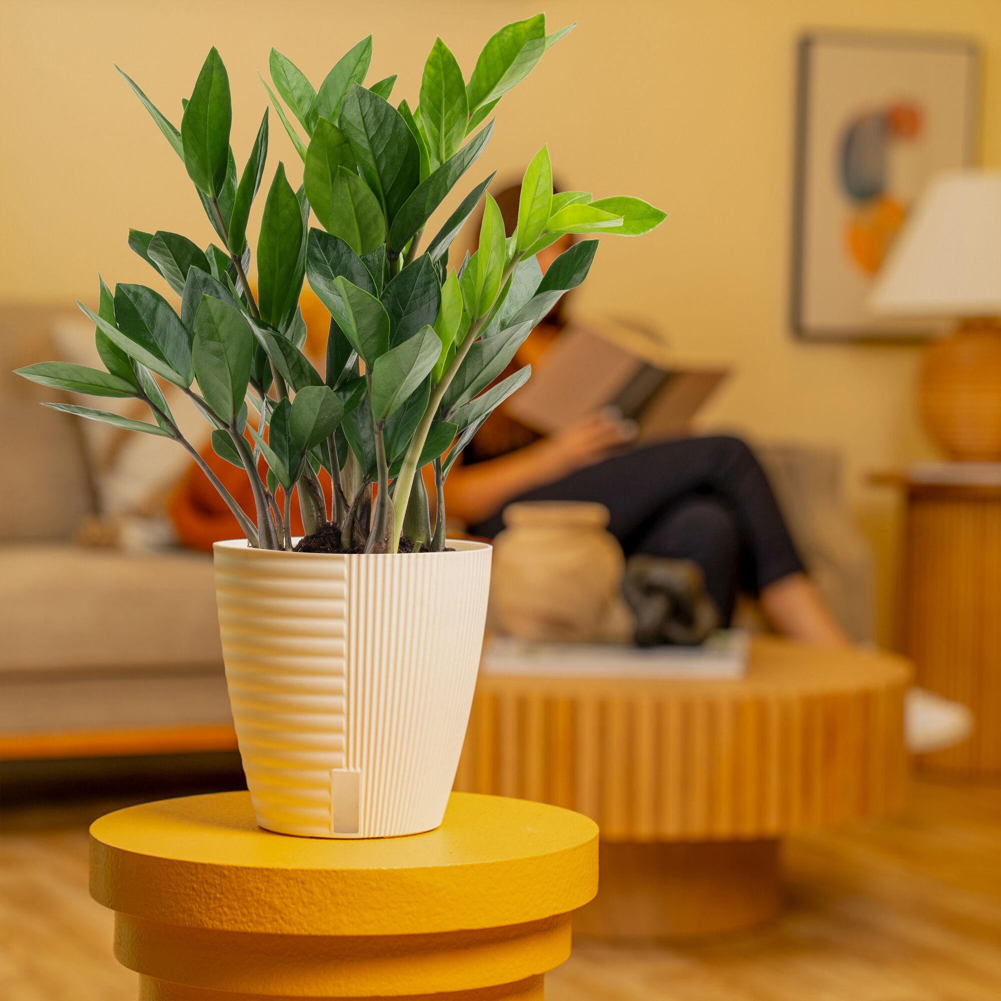ZZ Plant | medium
