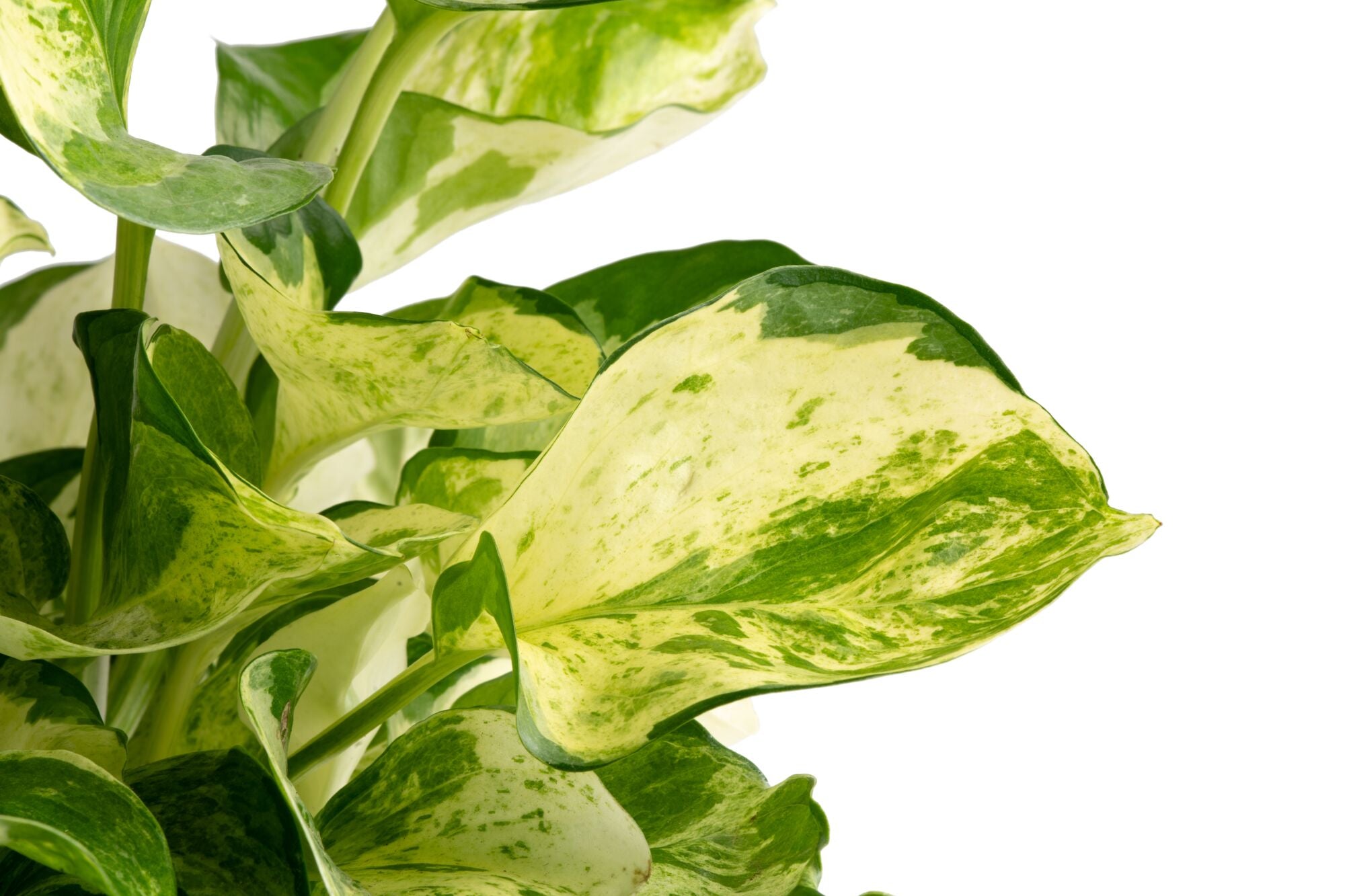 A closeup image of the 6.6in Manjula Pothos foliage. The plant has beautifully variegated foliage with green leaves and splashes of creamy white. 