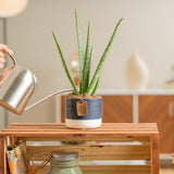 Aloe Vera | small