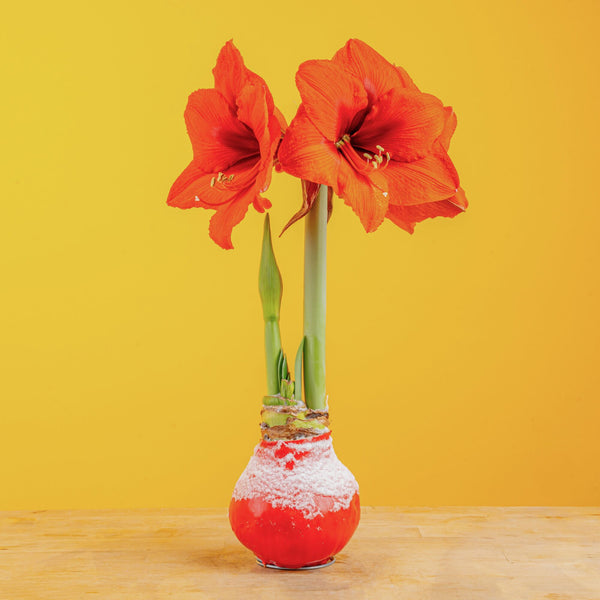 Amaryllis | small – Costa Farms