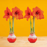 Amaryllis | small