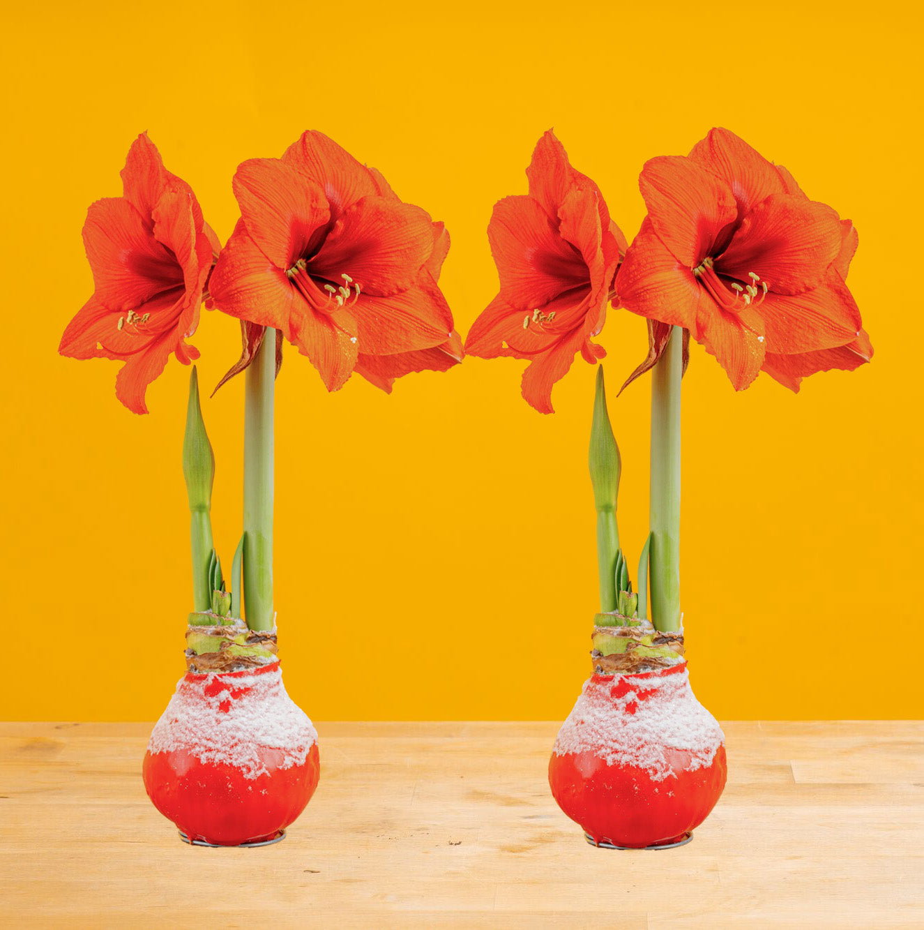 Amaryllis | small