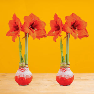 Amaryllis | small