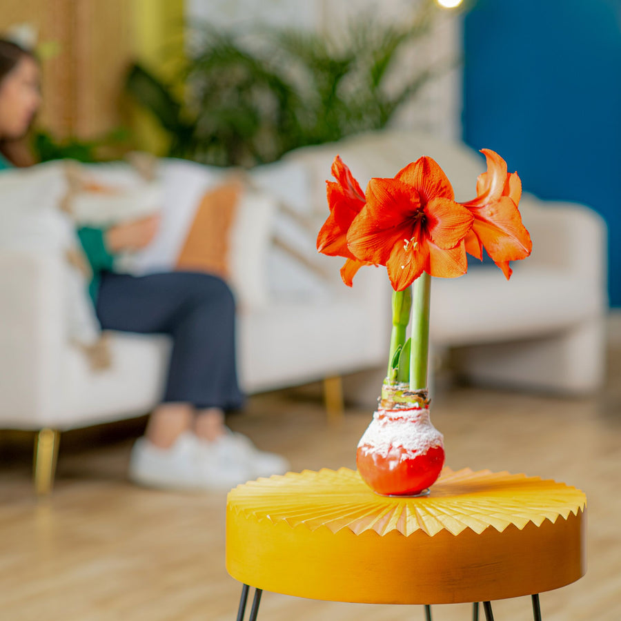 Amaryllis | small