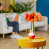 Amaryllis | small