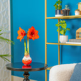 Amaryllis | small