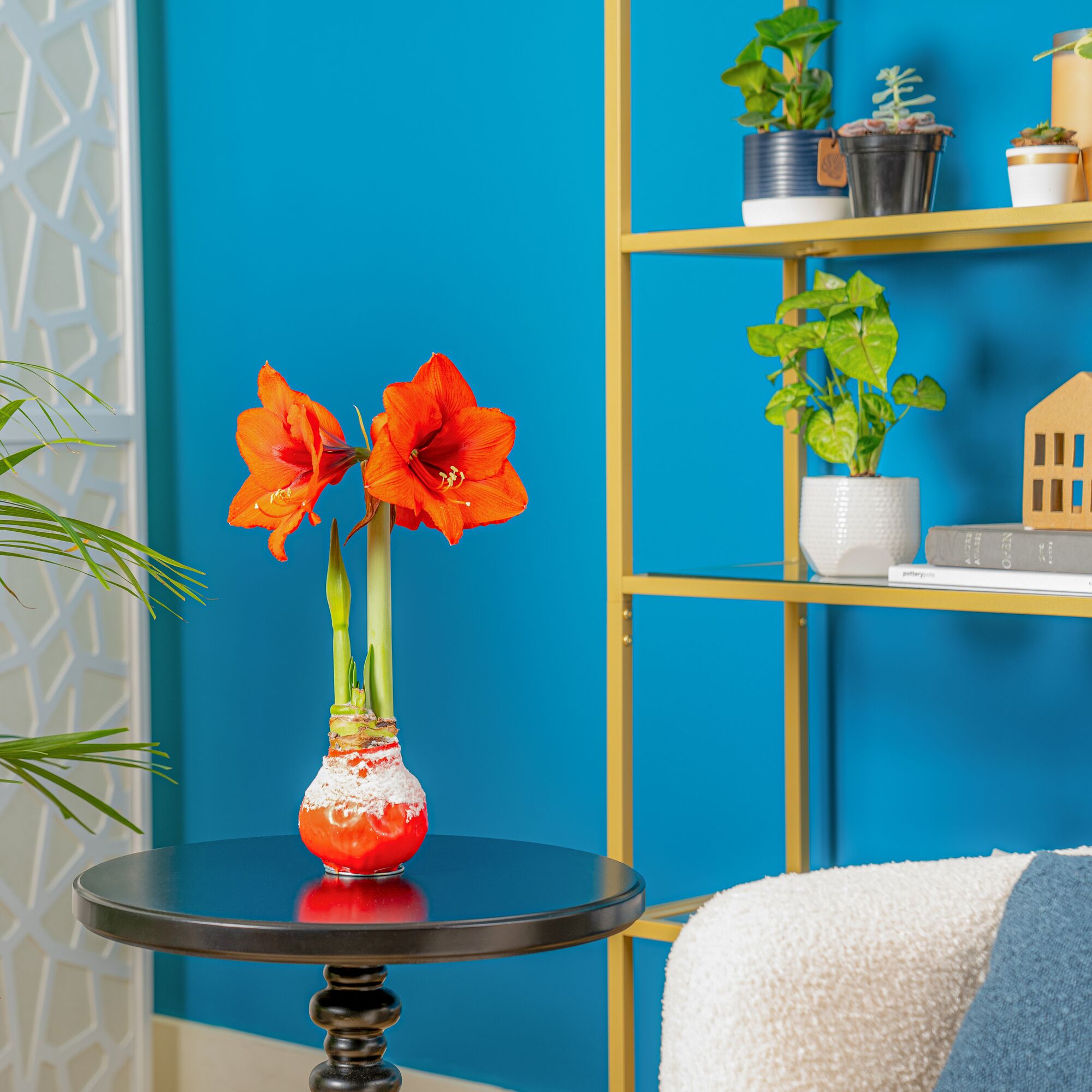 Amaryllis | small