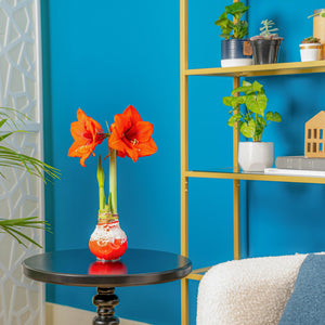 Amaryllis | small