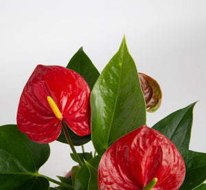 A closeup foliage shot of the red anthurium blooms. 