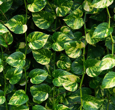 a waterfall of golden pothos leaves.