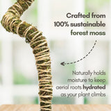 Thai Constellation | medium