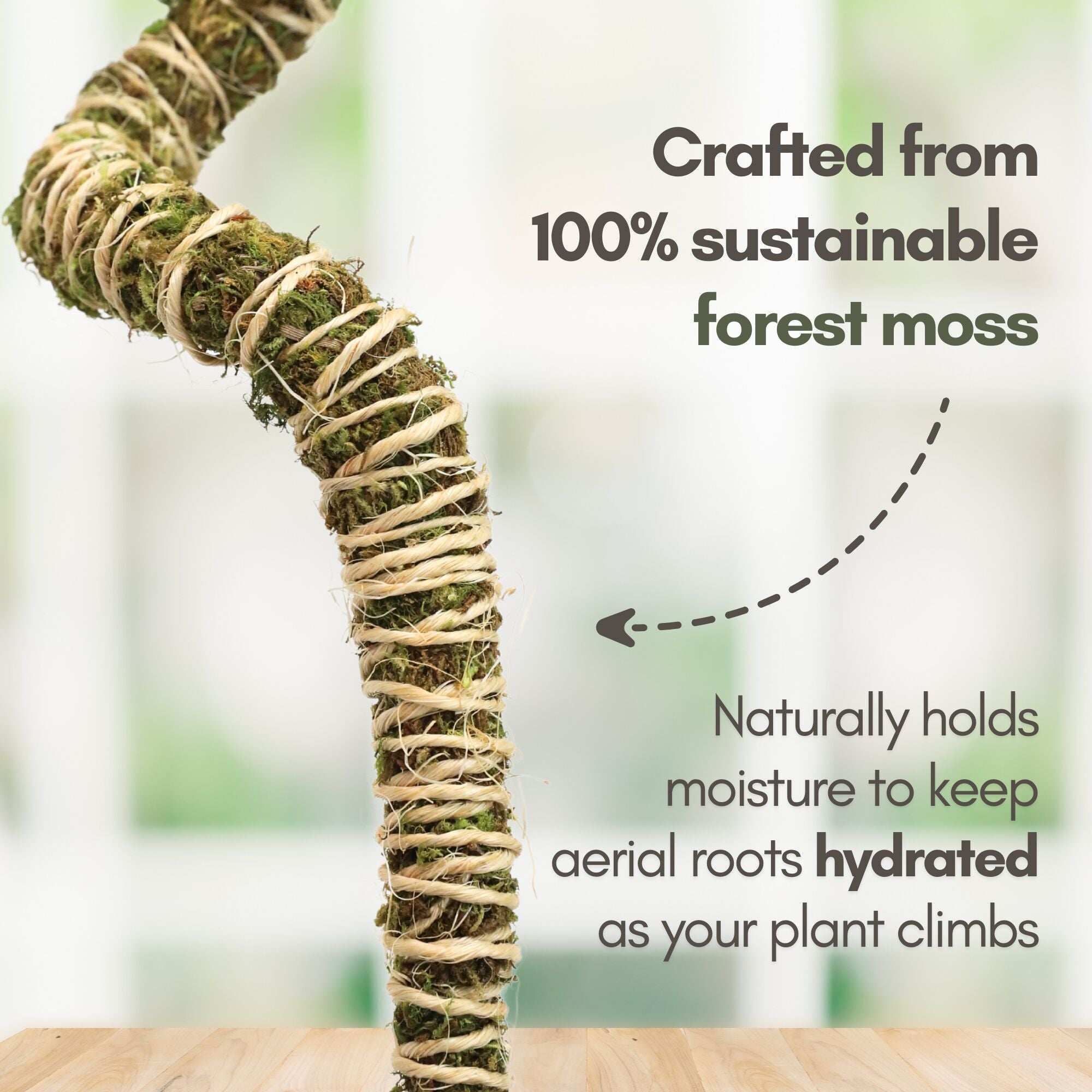 Monstera Burle Marx Flame | medium