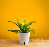 Bird's Nest Fern | medium