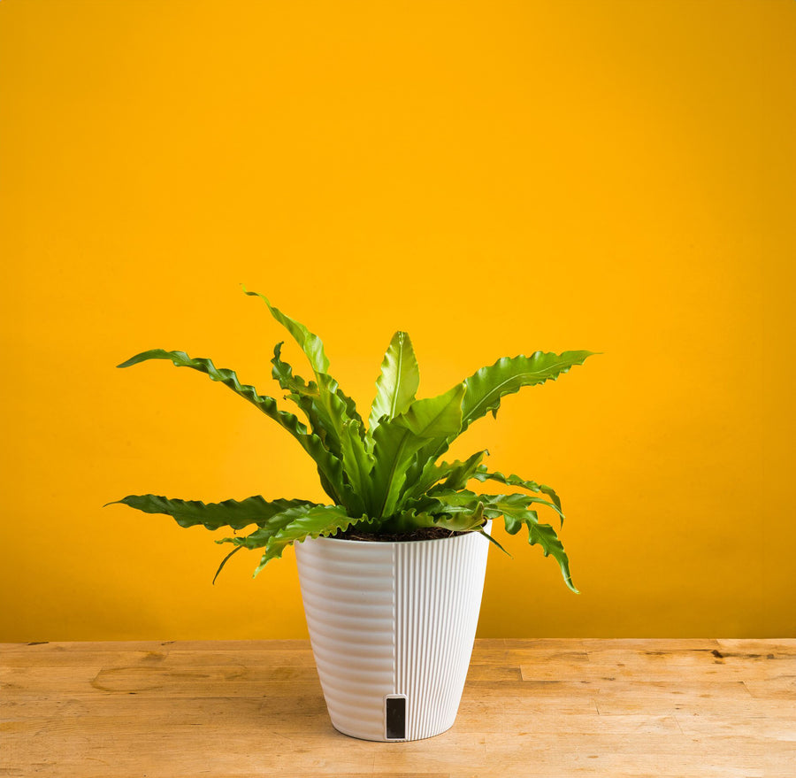 Bird's Nest Fern | medium