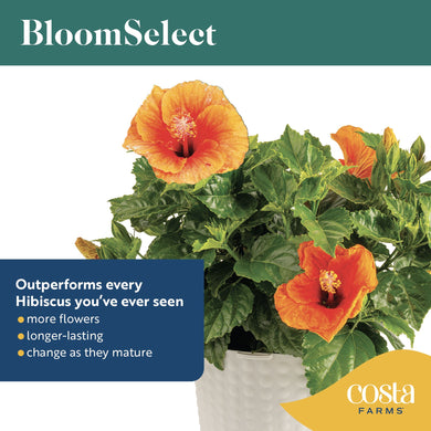 Tropical Hibiscus Adonicus Double Orange | medium – Costa Farms