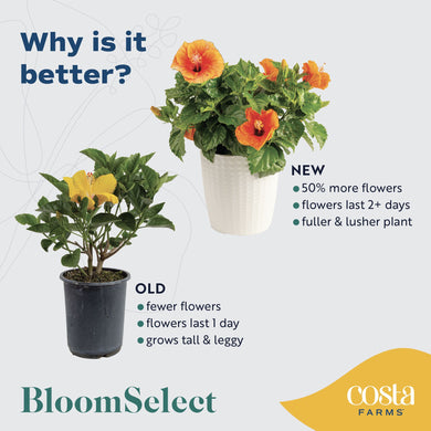 double yellow flower hibiscus potted plant Tropical Hibiscus Adonicus Double Orange