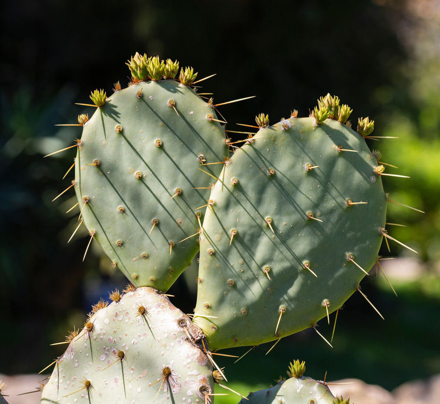 Opuntia Pallida Cactus | medium