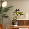 A small Chocolate Anthurium plant in a cute blue & white ceramic pot. The blooms are a beautiful chocolate color. 