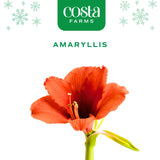Amaryllis | small