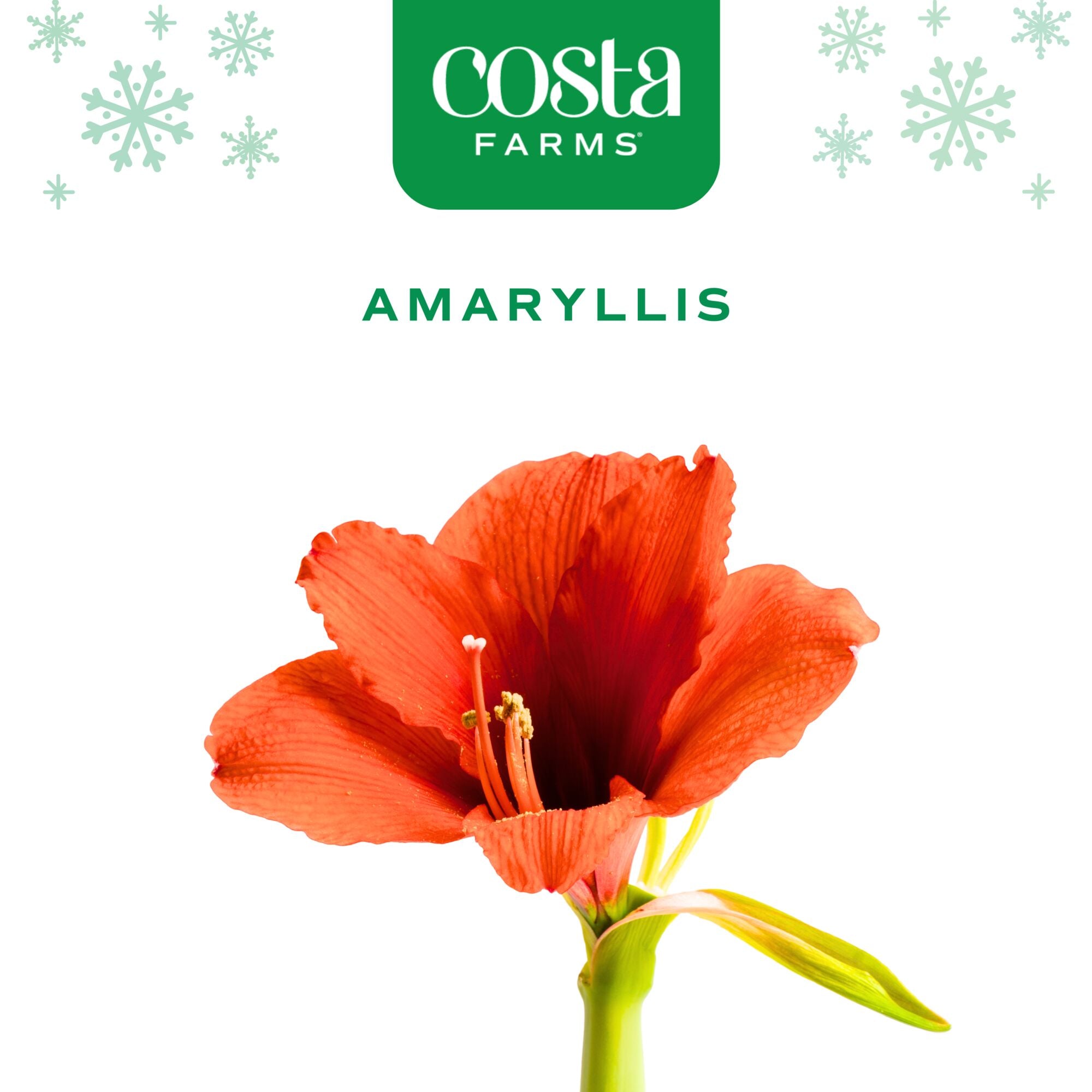 Amaryllis | small