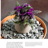 The New Complete Guide to Houseplants: Expert Houseplant Growing Advice for Everyone