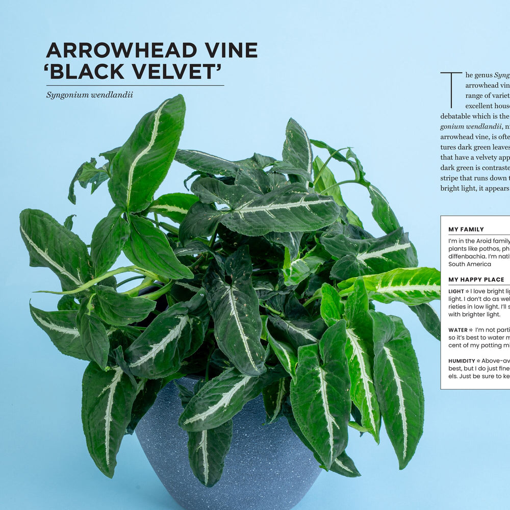 The New Complete Guide to Houseplants: Expert Houseplant Growing