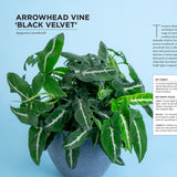 The New Complete Guide to Houseplants: Expert Houseplant Growing Advice for Everyone
