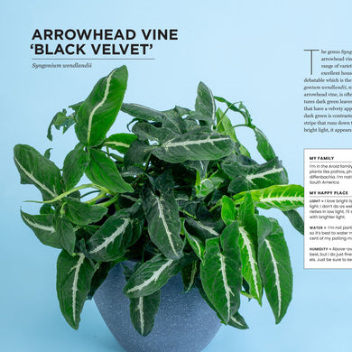 the new house plant expert The New Complete Guide to Houseplants: Expert Houseplant Growing Advic –  Costa Farms