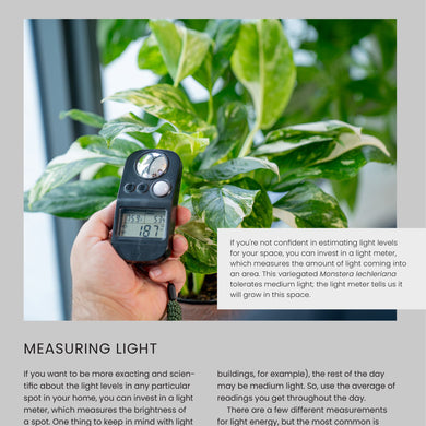 house plant light guide The New Complete Guide to Houseplants: Expert Houseplant Growing Advic – Costa Farms