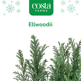 Ellwoodii | small