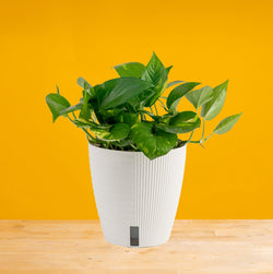 Golden Pothos | medium