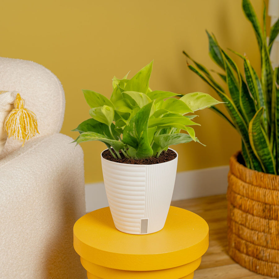 Epipremnum Champs Élysées | medium