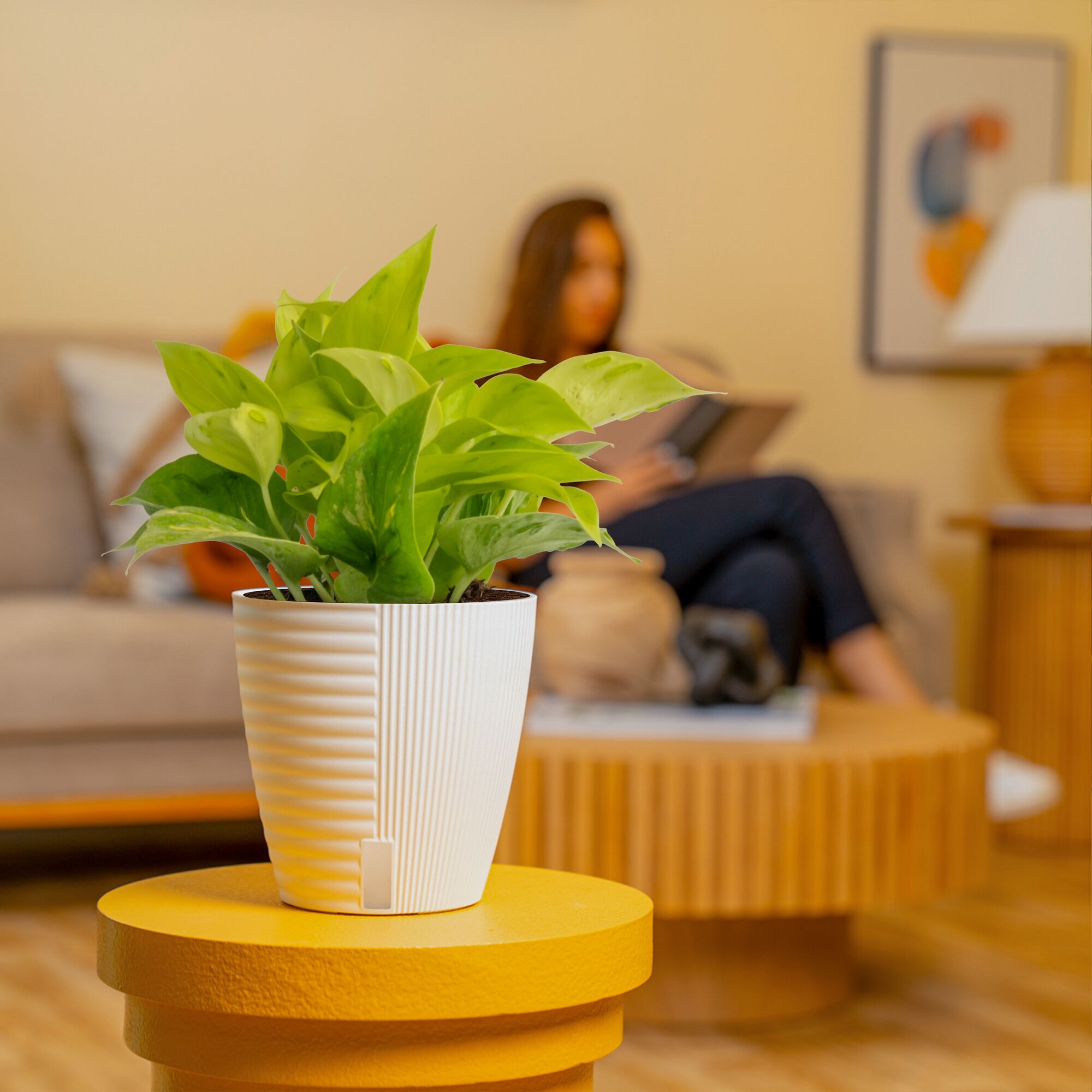 Epipremnum Champs Élysées | medium