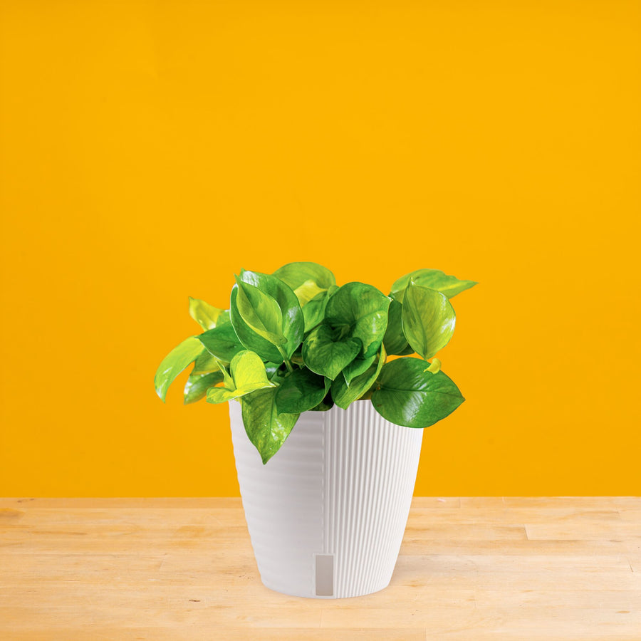 Lemon Top Pothos | medium