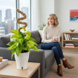 Pothos Jessenia Bright  | medium