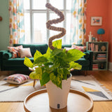 Pothos Jessenia Bright  | medium