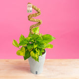 Pothos Jessenia Bright  | medium