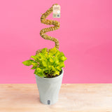 Pothos Neon Joy | medium