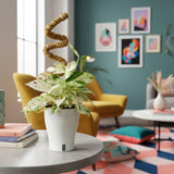 Epipremnum pinnatum Marble | medium