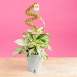 Epipremnum pinnatum Marble | medium