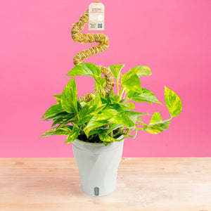 Costa Farms Epipremnum pinnatum