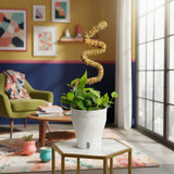 Pothos Mini Mint | medium