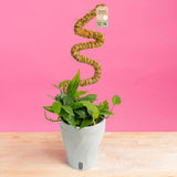 Pothos Mini Mint | medium