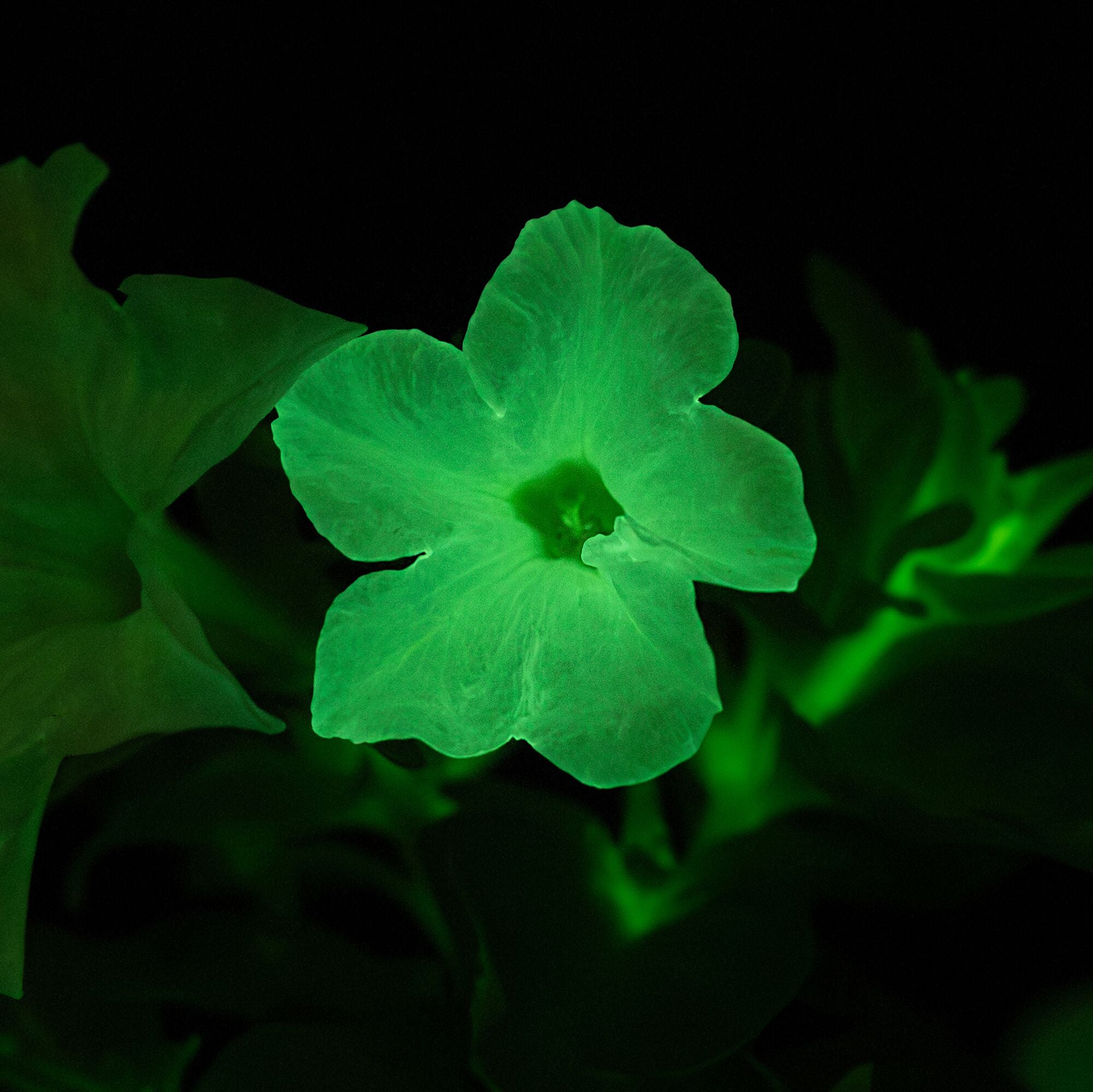 glow in the dark plant seeds Firefly Petunia