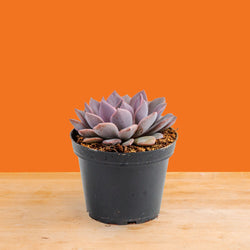 Fukuro Cactus | teacup