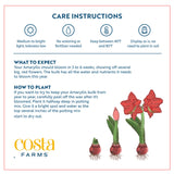 Amaryllis | small