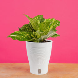 Monstera Golden Compact | medium