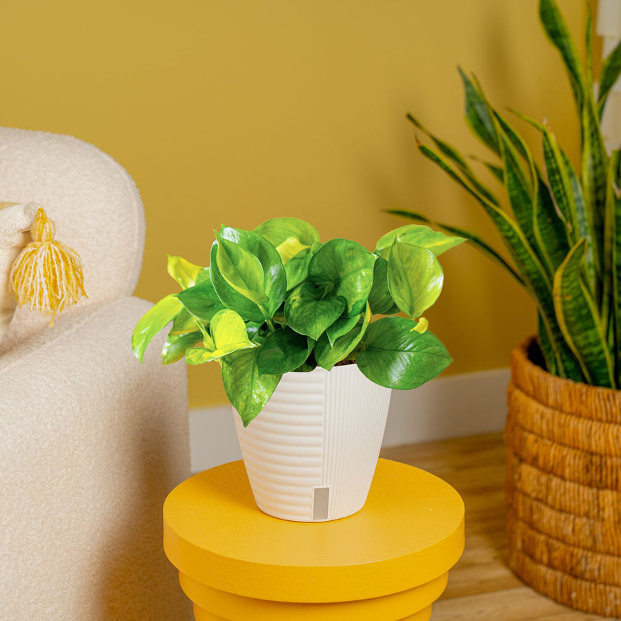 Lemon Top Pothos | medium
